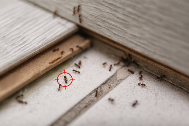 Best Ant Control Services  in Woodcliff Lake, NJ