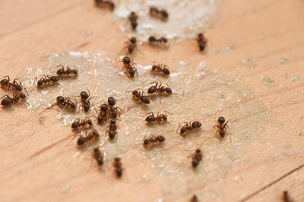 Best Mosquito Control Services  in Woodcliff Lake, NJ
