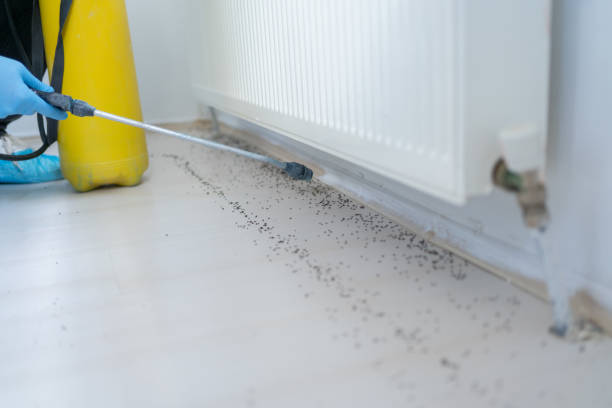 Best Flea Control Services  in Woodcliff Lake, NJ